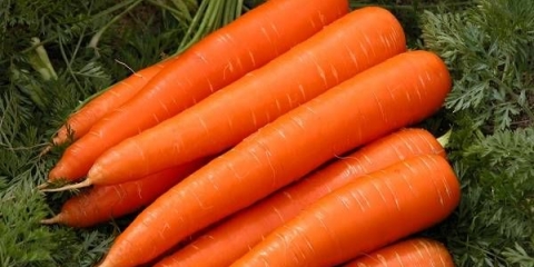 Kraljica šargarepe jeseni